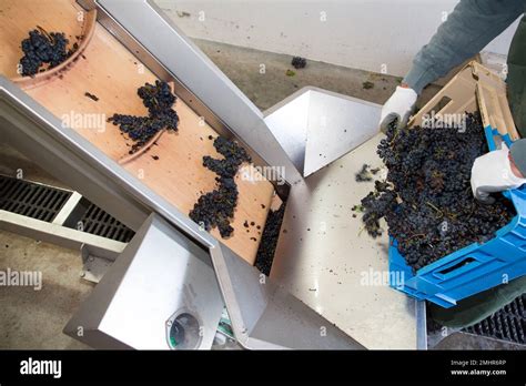 grape sorting machines|Frind Estate Winery .